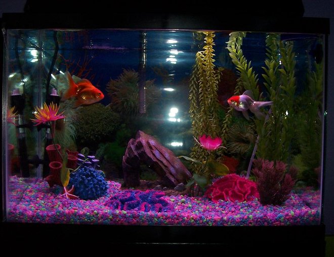 20 gallons freshwater fish tank (mostly fish and non-living decorations) - 20 gal, tall w/ heater, goldfishes, catfishes.
