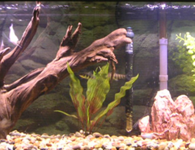 55 gallons freshwater fish tank (mostly fish and non-living decorations) - 55 Gallon Freshwater Tank
