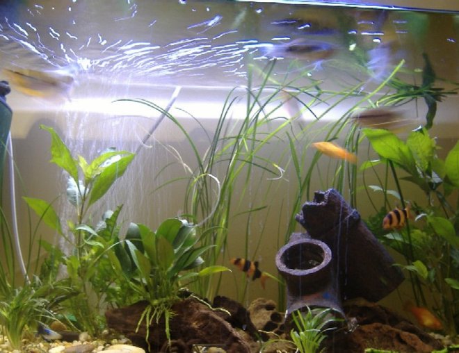 100 gallons freshwater fish tank (mostly fish and non-living decorations) - --------
