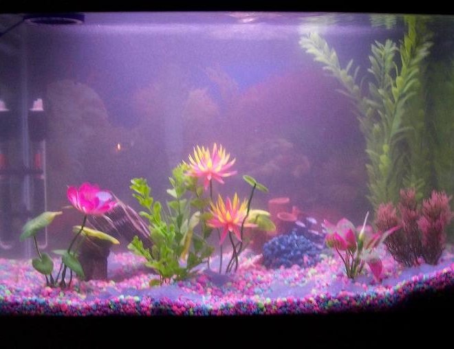 30 gallons freshwater fish tank (mostly fish and non-living decorations) - 30 GALLON TANK WITH ACUACLEAR 70 FILTER, 100 W HEATER. AT THE CYCLING STAGE RIGHT NOW. WILL PUT TROPICAL FISH IN SOON,