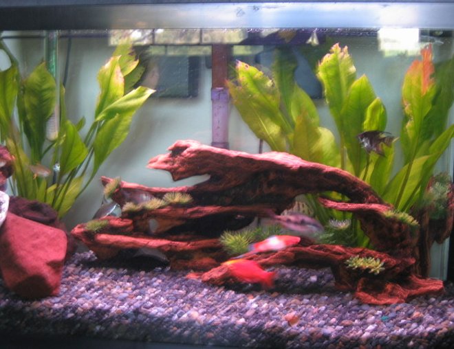30 gallons freshwater fish tank (mostly fish and non-living decorations) - Its a 30 gallon cammuntiy but still not complete with lots of smallr size fish.