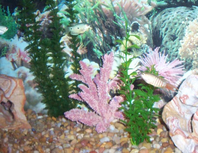 55 gallons freshwater fish tank (mostly fish and non-living decorations) - A 55-gallon, primarily gourami tank with 2 blue gouramis, 2 gold gouramis, 2 paradise gouramis, 2 opaline gouramis, and 2 sunset platys (for additional color).  Plan to add angels in the near future.