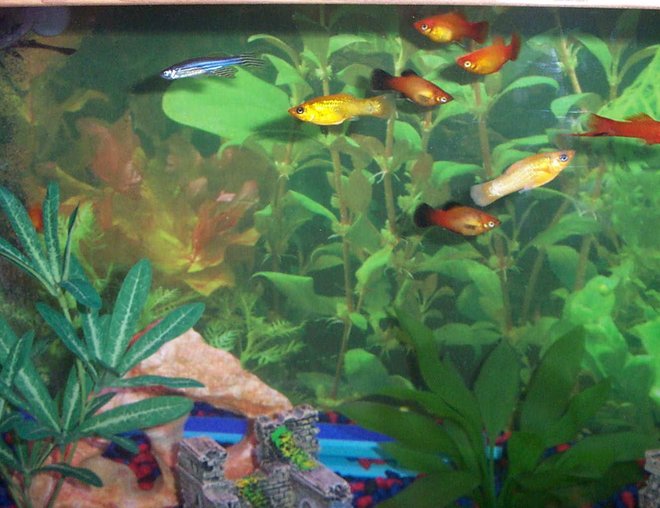 30 gallons freshwater fish tank (mostly fish and non-living decorations) - Community of primarily live-bearers