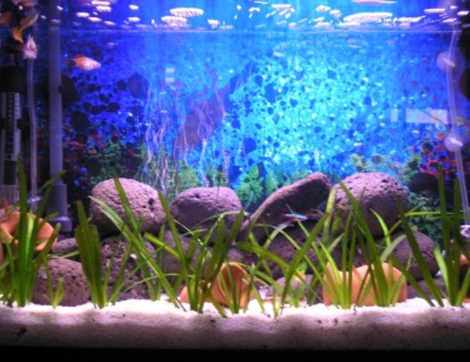 15 gallons freshwater fish tank (mostly fish and non-living decorations) - 15 gal tank