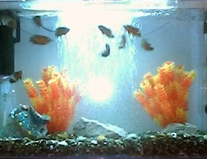 35 gallons freshwater fish tank (mostly fish and non-living decorations) - 10 Oscars, one catfish, one loach,