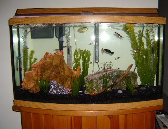 46 gallons freshwater fish tank (mostly fish and non-living decorations) - mmm