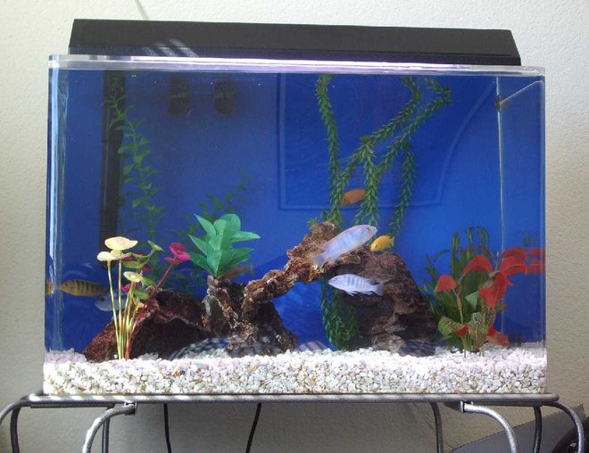 20 gallons freshwater fish tank (mostly fish and non-living decorations) - This is my 20 gal. Cichlid tank. It's home to eight Cichlids of six variety. There is one real plant the rest are fake. Enjoy!