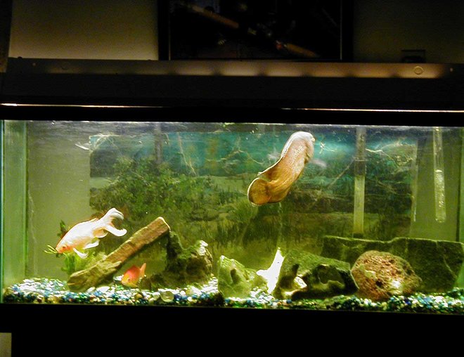 55 gallons freshwater fish tank (mostly fish and non-living decorations) - Ocsar Myers age 8yrs its his b-day