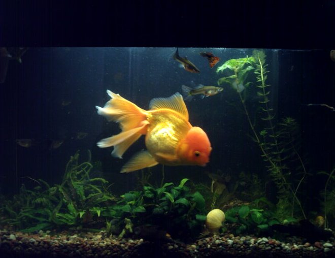 72 gallons freshwater fish tank (mostly fish and non-living decorations) - Main
(will be better)