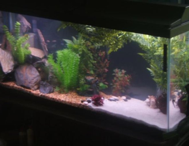 55 gallons freshwater fish tank (mostly fish and non-living decorations) - My 55 gallon comunity tank.

Includes, Severums, Parrot Cichlids, Angels, Multiple types of catfish, Loaches, Tetra's, teacup stingray and so much more
