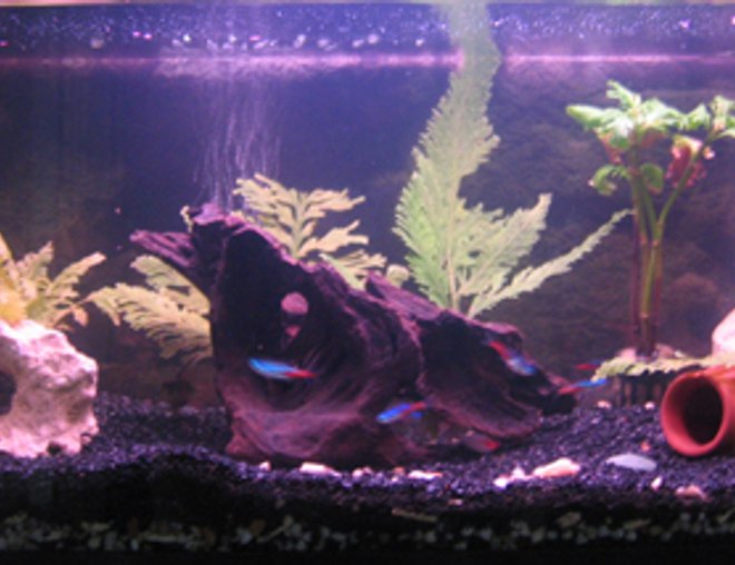 50 gallons freshwater fish tank (mostly fish and non-living decorations) - 2ft tank. Under Gravel Filtration.
- 9 cardinal tetras
- 2 crown tetras
- 2 barbs
- 4 rumy nose