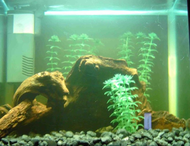 10 gallons freshwater fish tank (mostly fish and non-living decorations) - Bit of a shoddy pic, and all my fish are hiding!  Gives the jist though.  Please rate, and be honest...I'm new, so I'm looking for suggestions and advice.