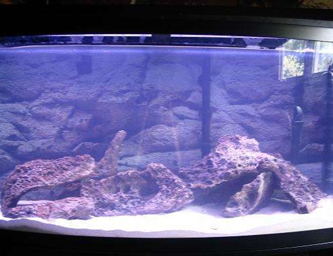 46 gallons freshwater fish tank (mostly fish and non-living decorations) - 46gallon still cycling