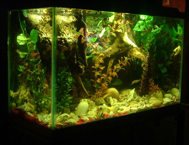 freshwater fish tank (mostly fish and non-living decorations) - 30 gal pic 1-Baby Banded Gourami 1-Baby Sunset Gourami 1-Baby Altum Angelfish Cichlid,  &  6-Wild Guppys