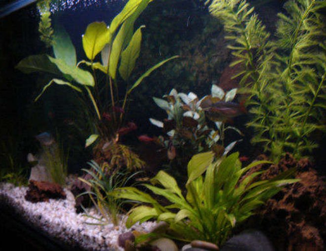 20 gallons freshwater fish tank (mostly fish and non-living decorations) - My Aquarium! Getting a better pic soon!