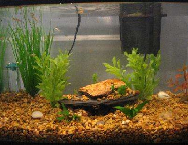 10 gallons freshwater fish tank (mostly fish and non-living decorations) - 10 Gallon Baby Tank w/ guppies and mollies- java fern and misc fake plants.