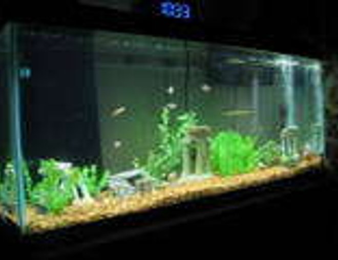 55 gallons freshwater fish tank (mostly fish and non-living decorations) - 55 gallon
