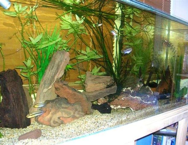55 gallons freshwater fish tank (mostly fish and non-living decorations) - A work in progress