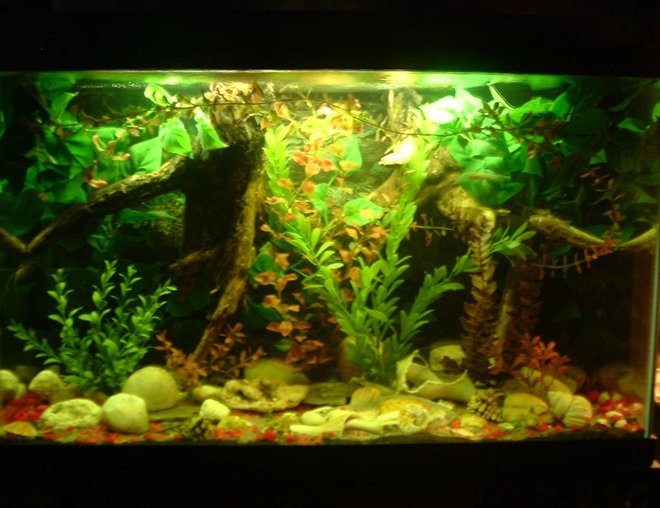 freshwater fish tank (mostly fish and non-living decorations) - Front pic of our 30 gal. soon 2-Ram Cichlids. for now 1-Baby Banded Gourami 1-Baby Sunset Gourami & 1-Baby Altum Angelfish Cichlid