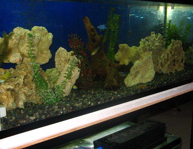 75 gallons freshwater fish tank (mostly fish and non-living decorations) - malawi cichlid tank