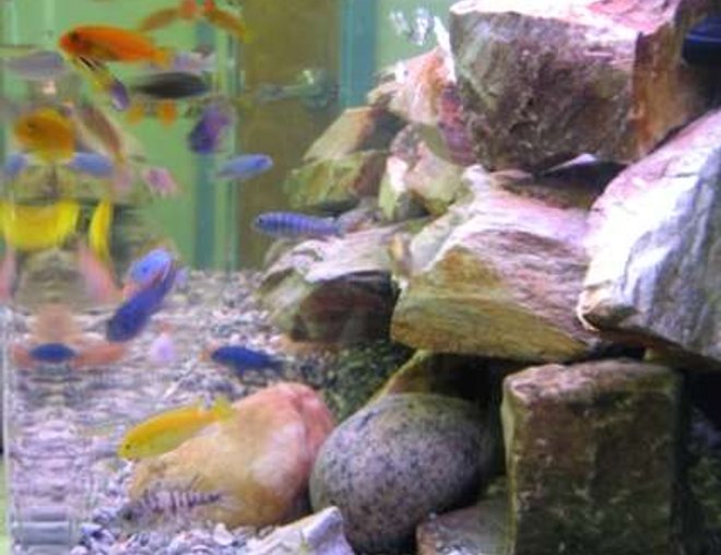 65 gallons freshwater fish tank (mostly fish and non-living decorations) - 65 gal assorted African Cichlid tank
