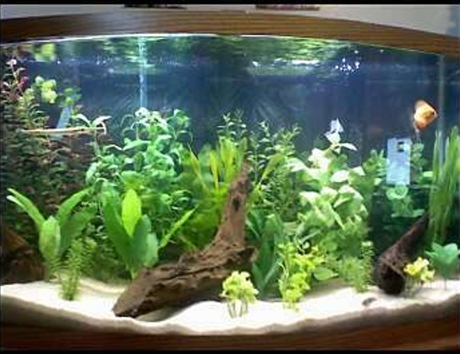 46 gallons freshwater fish tank (mostly fish and non-living decorations) - Sorry, its a camera phone....
This is my 46 gallon bow front with a wide variety of fish that are camera shy