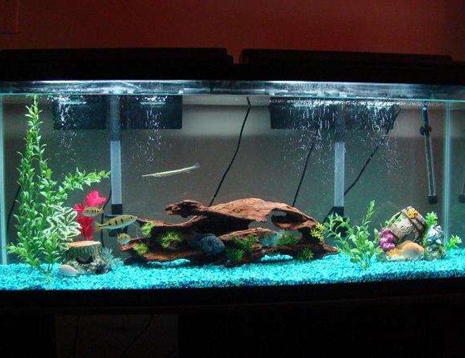 55 gallons freshwater fish tank (mostly fish and non-living decorations) - This is my 55 gallon Aqua Tech Aquarium.