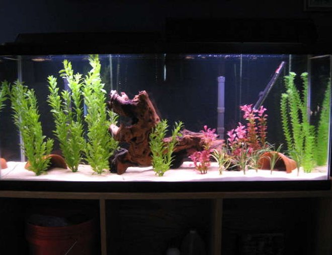 55 gallons freshwater fish tank (mostly fish and non-living decorations) - First tank, I like it. Thanks for looking.