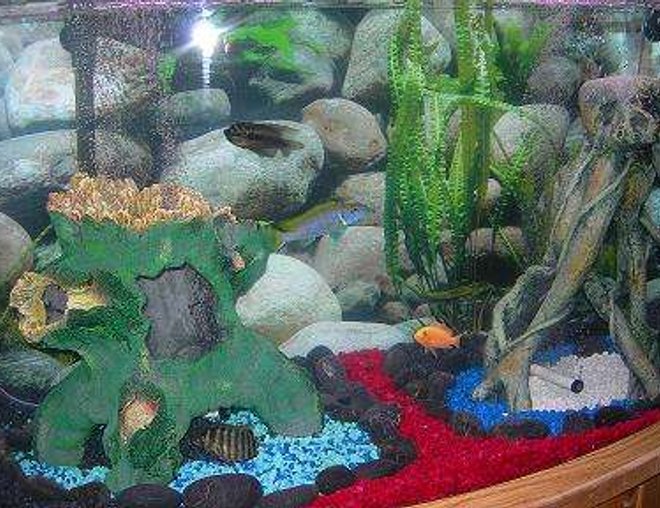46 gallons freshwater fish tank (mostly fish and non-living decorations) - Our Cichlid Tank.