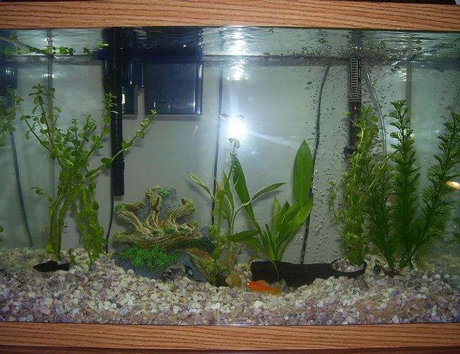 55 gallons freshwater fish tank (mostly fish and non-living decorations) - 20 gallon community