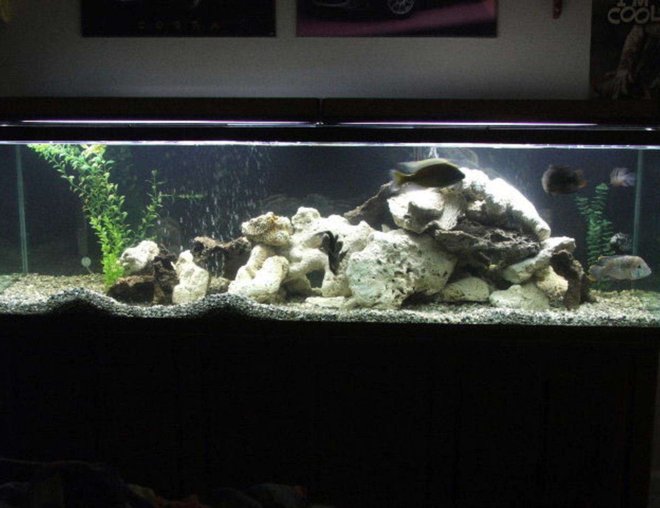 125 gallons freshwater fish tank (mostly fish and non-living decorations) - 125 gallon tank with 5 cichlids and 1 algea eater.