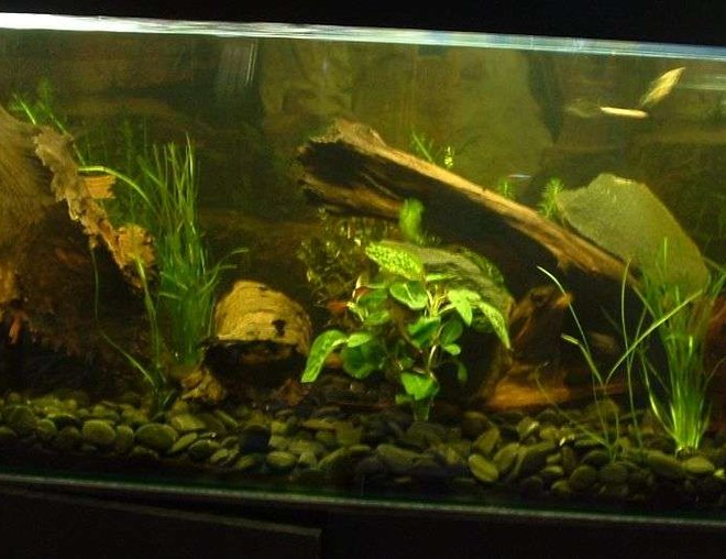 75 gallons freshwater fish tank (mostly fish and non-living decorations) - i hope you like it