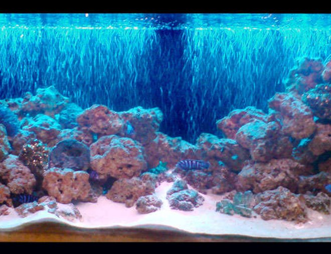 freshwater fish tank (mostly fish and non-living decorations) - Front View