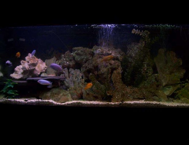 75 gallons freshwater fish tank (mostly fish and non-living decorations) - my lil lake. this is the way it looked first , then i rearranged iti have more pics