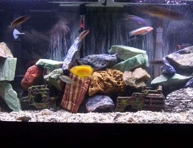 55 gallons freshwater fish tank (mostly fish and non-living decorations) - One and a half years later, only the strongest survived.
3 Red Zebra
1 Red top
3 bacardi 
3 Pseudo sp. "Acei"
1 Juli dickfeldi 
1 synodontis multipunctatus
1 upside down Synodontis 
1 electiric yellow
2 kenyi
1 snow white 
1 electric blue johnny
1 auratus
1 ob peacock
1 Hap Obliquidens 
1 pseudo Polit 
2 clown loach
