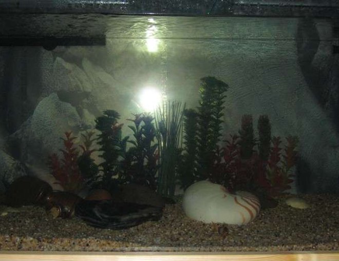 75 gallons freshwater fish tank (mostly fish and non-living decorations) - 55 Gallon Tank currently underconstruction.