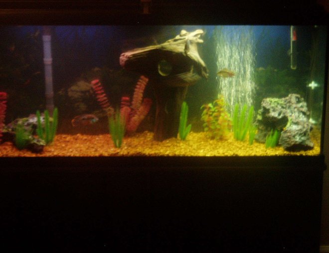 55 gallons freshwater fish tank (mostly fish and non-living decorations) - my 55 gal.