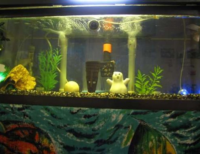 10 gallons freshwater fish tank (mostly fish and non-living decorations) - OCTOBER 07