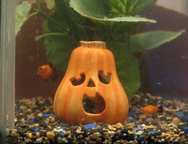 10 gallons freshwater fish tank (mostly fish and non-living decorations) - SMALL TANK