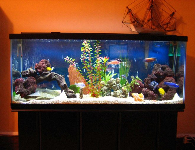 55 gallons freshwater fish tank (mostly fish and non-living decorations) - Say Hello to my Little Friends