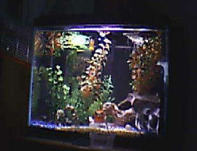 20 gallons freshwater fish tank (mostly fish and non-living decorations) - 2o gal 1 betta  3 black neons  sry its from my webcam