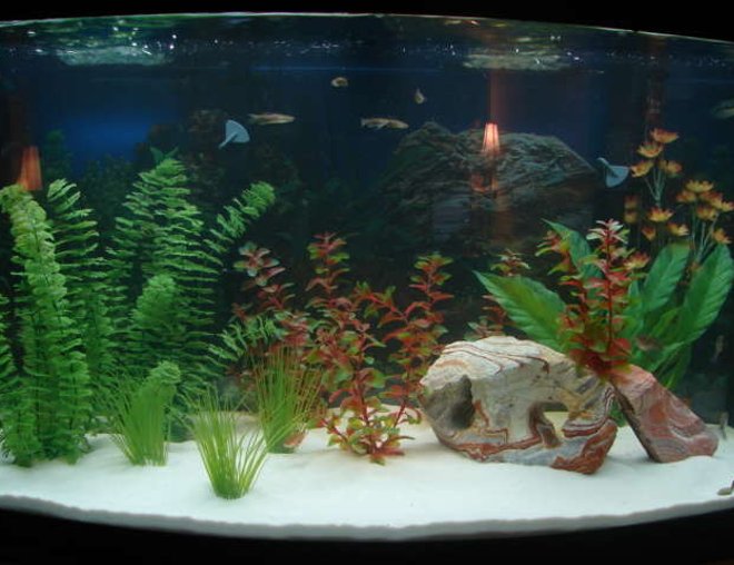 46 gallons freshwater fish tank (mostly fish and non-living decorations) - my first attempt at a large tank