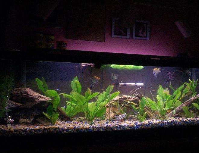 freshwater fish tank (mostly fish and non-living decorations) - 125 gal - 2 aqua clear filter, 3 200 watt heaters ,and  bubbles-4 catfish (2 albino), 2 angel fish , 1 goldfish, 1 bettas, 4 silver dollars, a pleco, and 2 baby trout, and some other little tetras -amazon swords