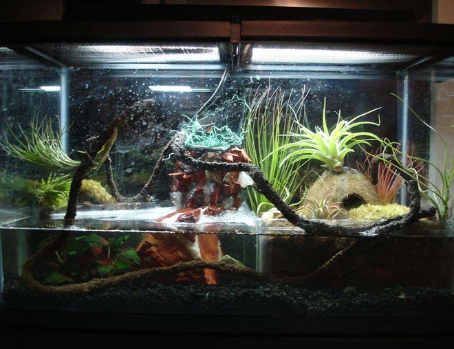 10 gallons freshwater fish tank (mostly fish and non-living decorations) - Hello this is a Frog habitat vivarium it is custom made by myself. This is 10 gallons, about two gallons of water. Those are exotic air plants. That is a standard 10 gallon in tank filter, with red jasper, rose and regular quartz I siliconed on it to make it look more natural. My two gray tree frogs are doing GREAT now I have 8 neon tetras in it and every now and then the frogs try to eat them, sometimes they succeed.