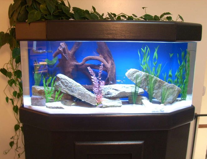 65 gallons freshwater fish tank (mostly fish and non-living decorations) - 65 Hex Front, Flat back acrylic. White sand substrate, rocks, driftwood, and artificial plants. You can see some of the rasboras and neons, but my Discus are hiding...I think the first shot I messed up with the flash scared 'em. Custom stand and canopy by me.