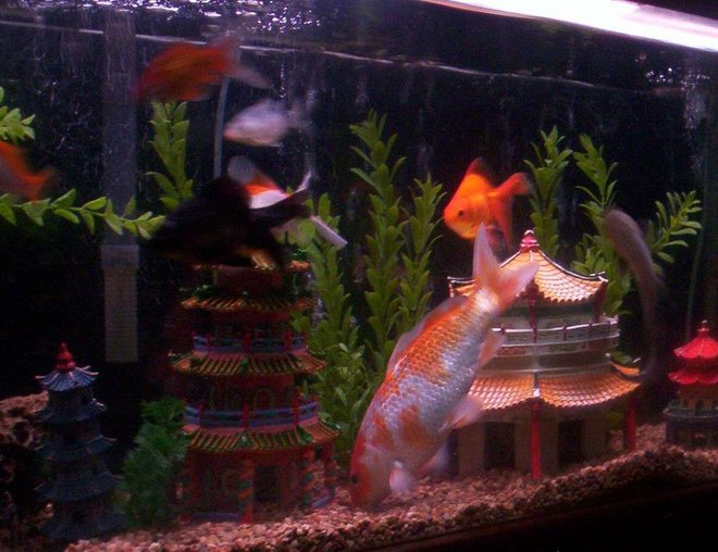 55 gallons freshwater fish tank (mostly fish and non-living decorations) - 55gallon tank on wood stand with cabinet. River rocks,Black background, Mixed fake plants, Asian decor, bridge with airstone & airstone across back of tank.