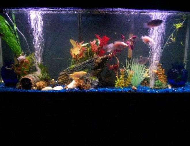55 gallons freshwater fish tank (mostly fish and non-living decorations) - 55 gallon, tempature set at 78 degrees. 2 airstones, fresh clam shells.