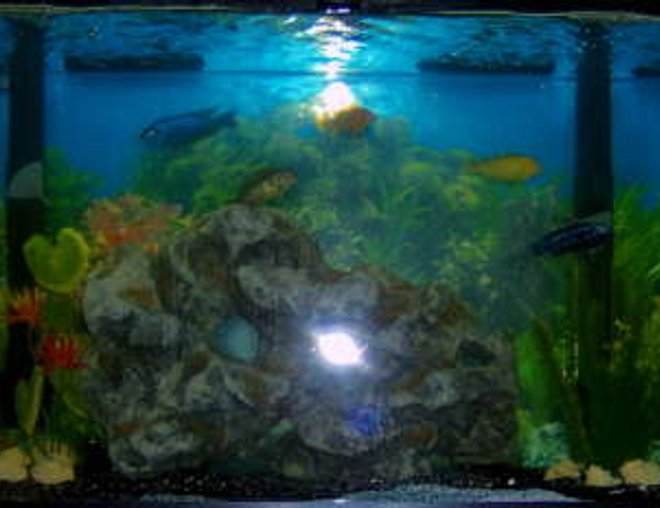 55 gallons freshwater fish tank (mostly fish and non-living decorations) - IT a very nice tank that holds 55-gallon cichlids in it we love it and hope you like it just as much