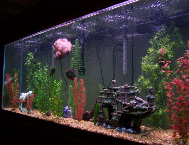 freshwater fish tank (mostly fish and non-living decorations) - 150 gallon Oscar tank