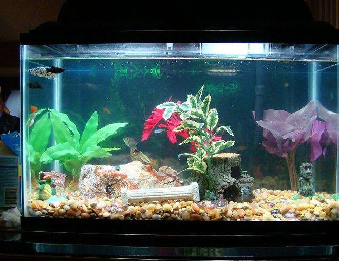10 gallons freshwater fish tank (mostly fish and non-living decorations) - 10 gallon fish tank